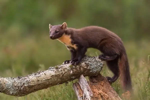 Pine Marten posado sobre un tronco