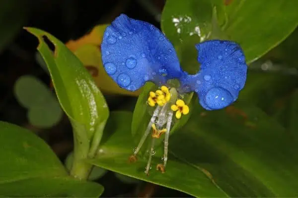Flor de día asiática