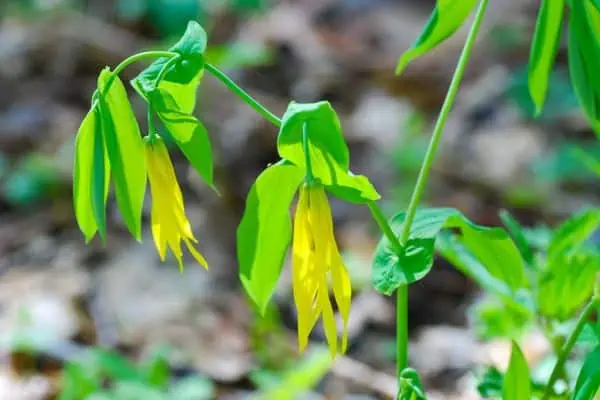 Campanilla de flores grandes