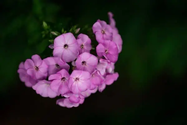 flox del prado
