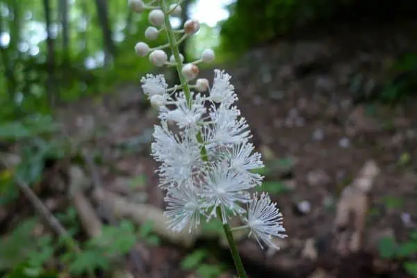 Cohosh negro