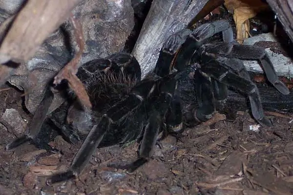 Tarántula colombiana de espalda menor
