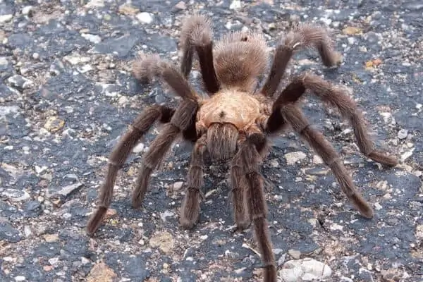 Tarántula en el suelo