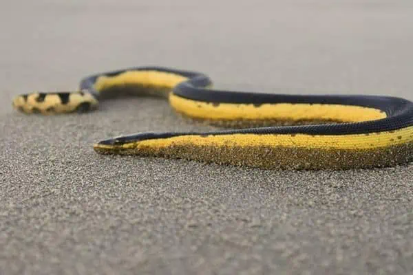 Serpiente marina de vientre amarillo