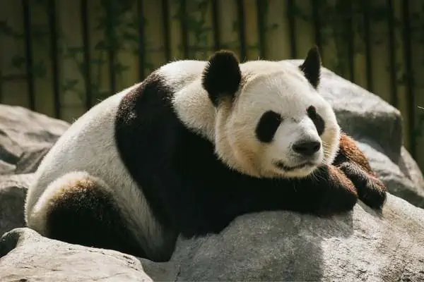 Panda gigante descansando sobre una roca