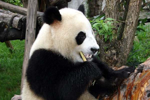 Panda gigante comiendo palo de bambú