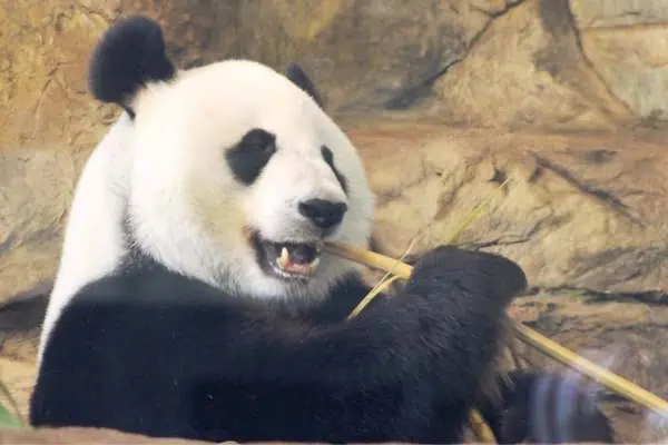 Panda gigante comiendo bambú