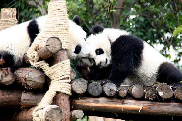 Cachorros de panda gigante