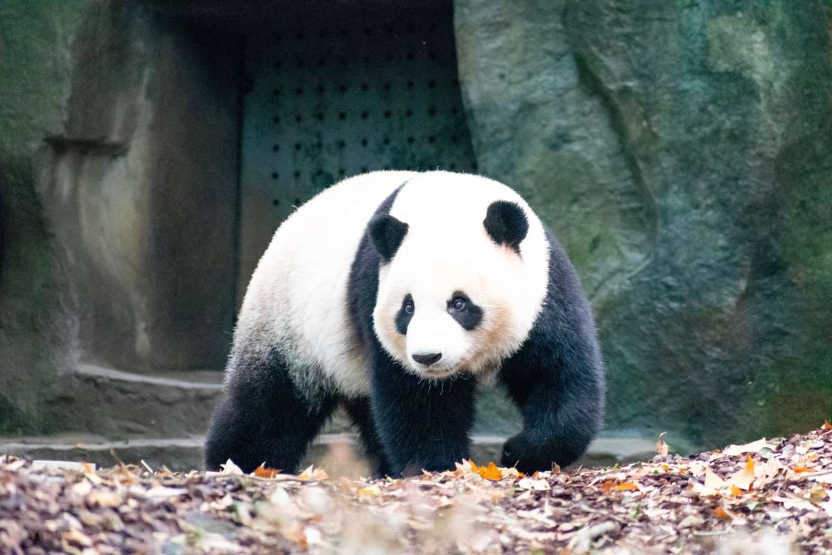 13 Características únicas De Los Pandas Gigantes