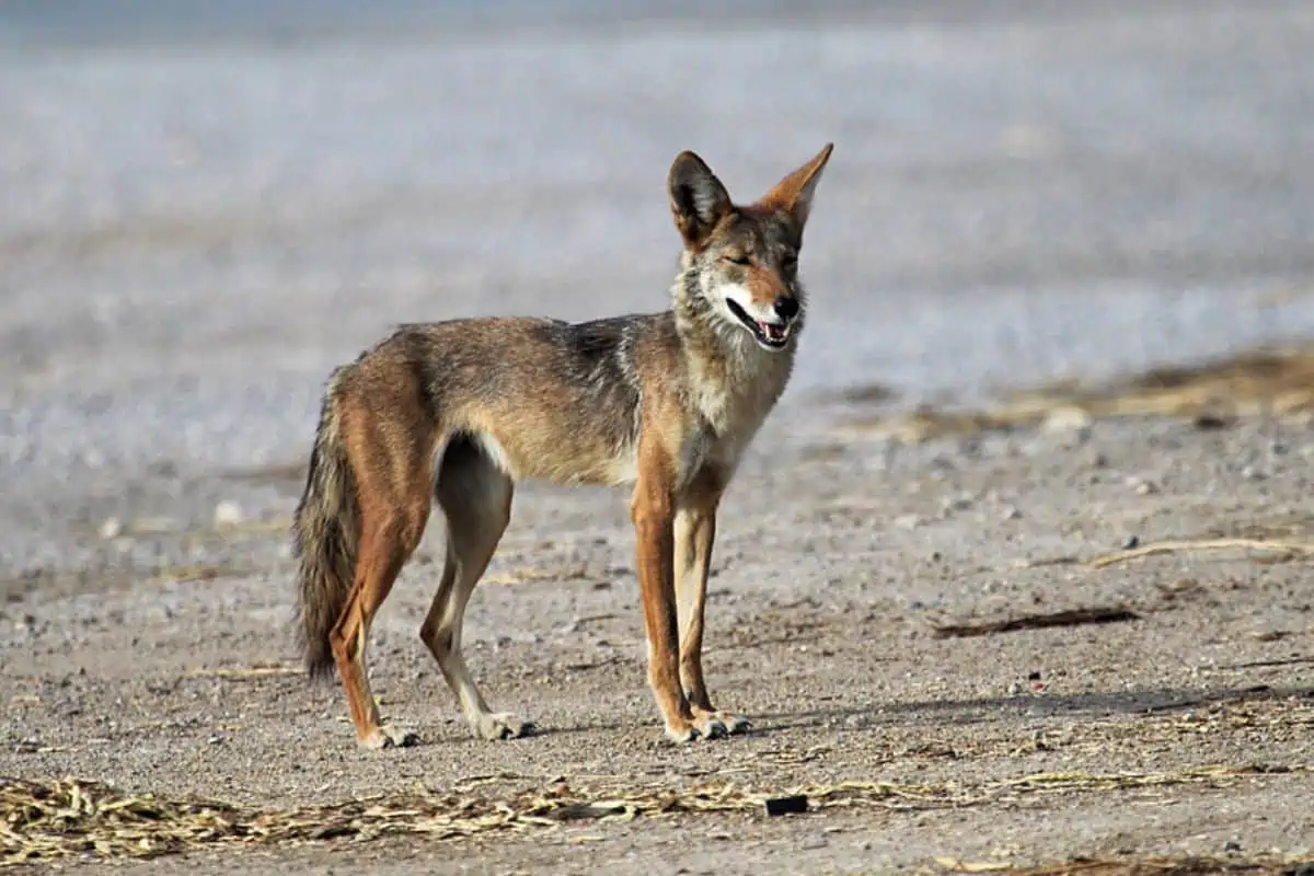 Coyote en estado salvaje