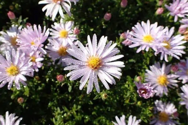 aster tupido