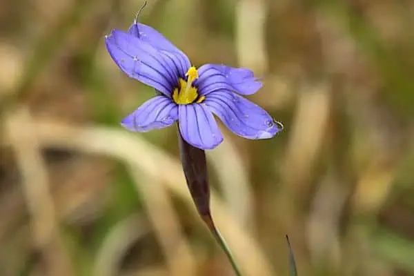 Hierba oriental de ojos azules
