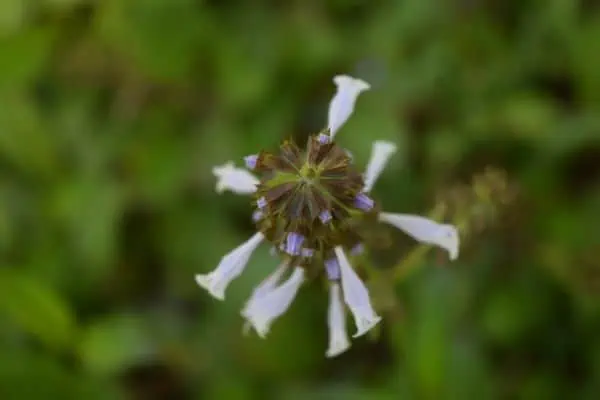 salvia hoja de lira