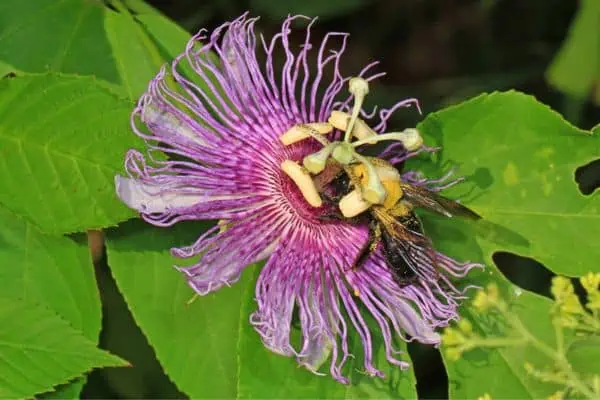 Pasiflora morada