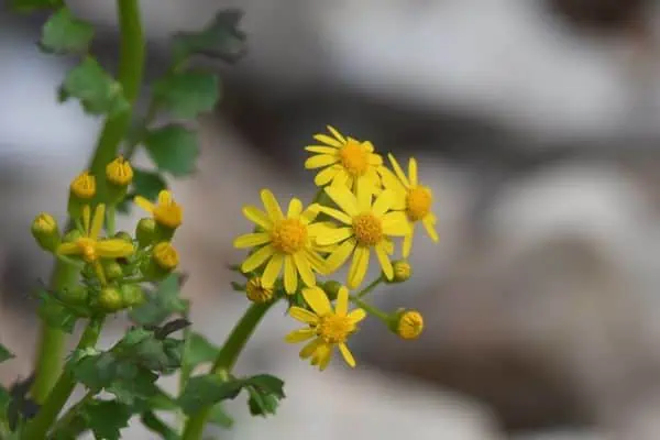 flor de manteca
