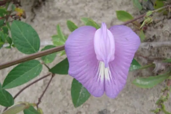 Guisante mariposa picuda