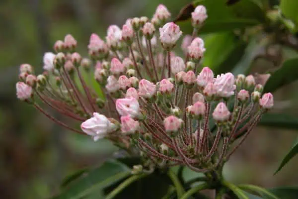 laurel de montaña