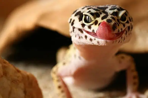 Gecko leopardo mostrando su lengua