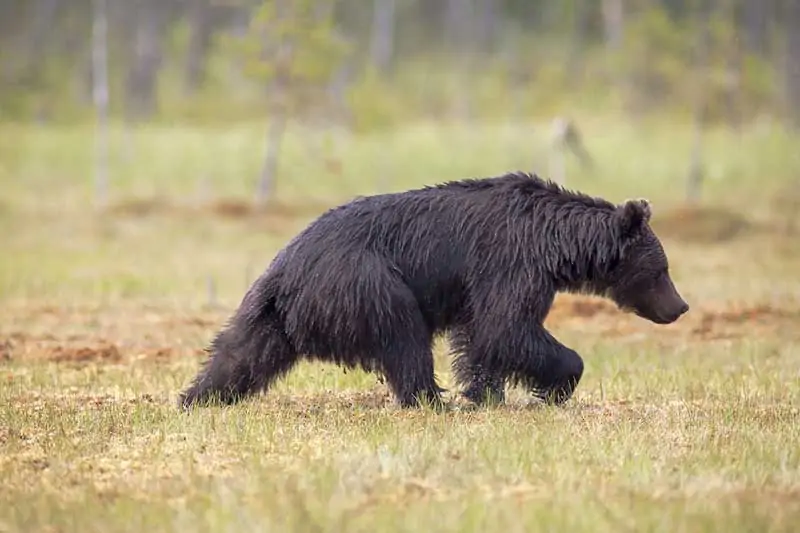 Oso negro caminando