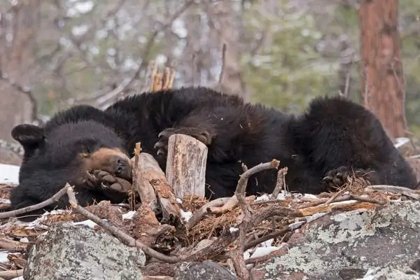 Oso negro durmiendo