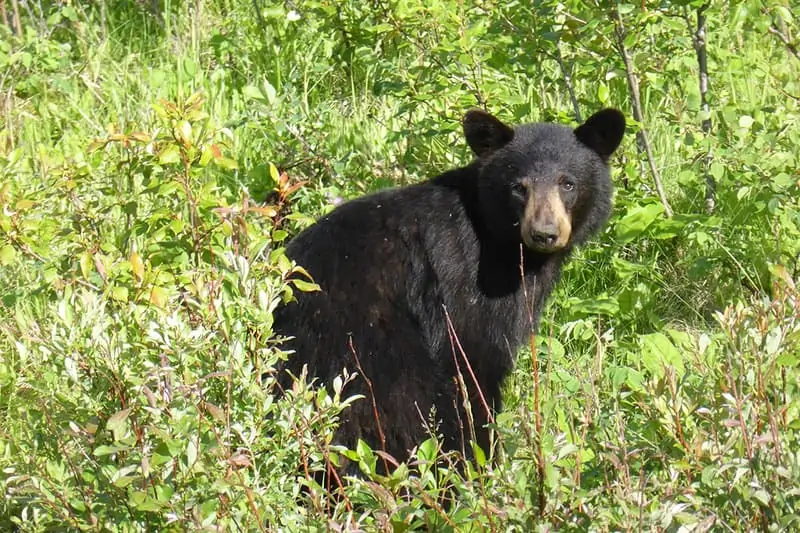 Oso negro en el campo de hierba.