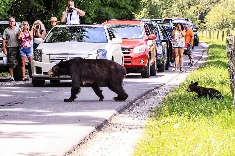 Oso negro cruzando la calle.