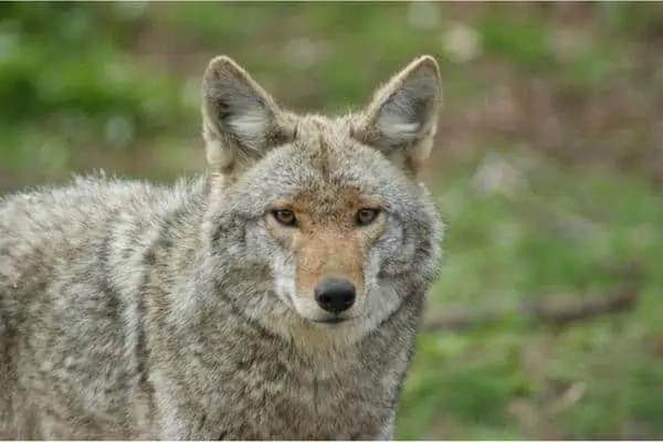 caras-de-coyotes