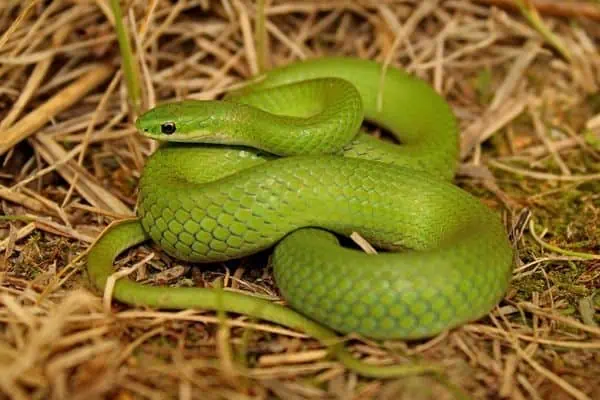 Serpiente verde lisa