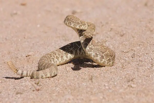 Serpiente de cascabel verde de Mojave