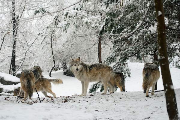 manada de lobos mexicanos