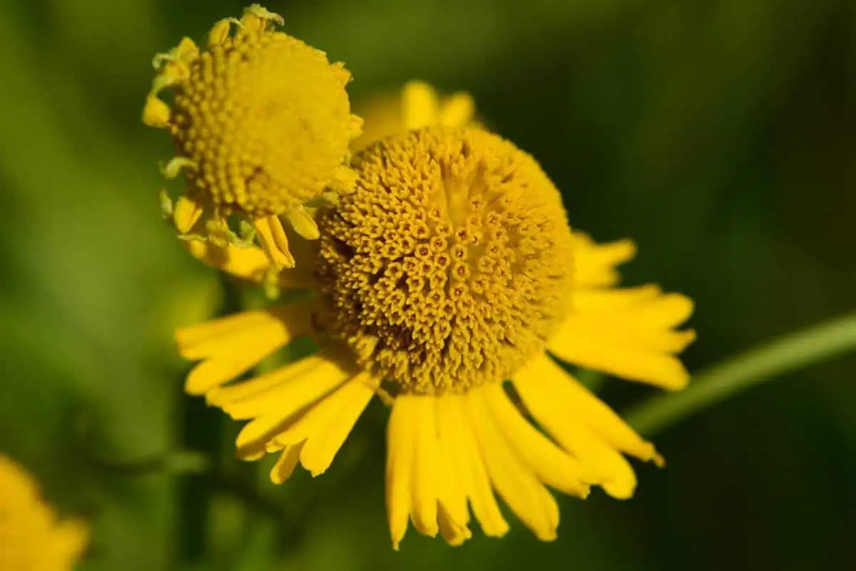 Flores de otoño