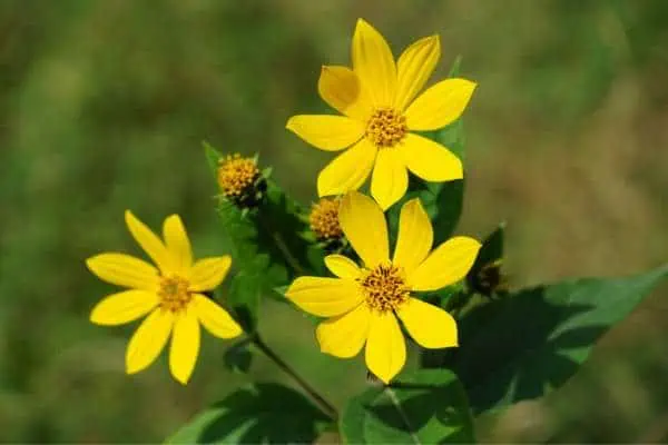 Flores de alcachofa de Jerusalén
