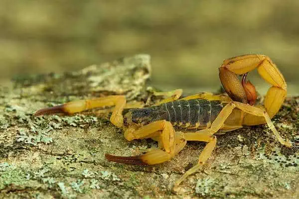 Escorpión amarillo brasileño sobre una roca