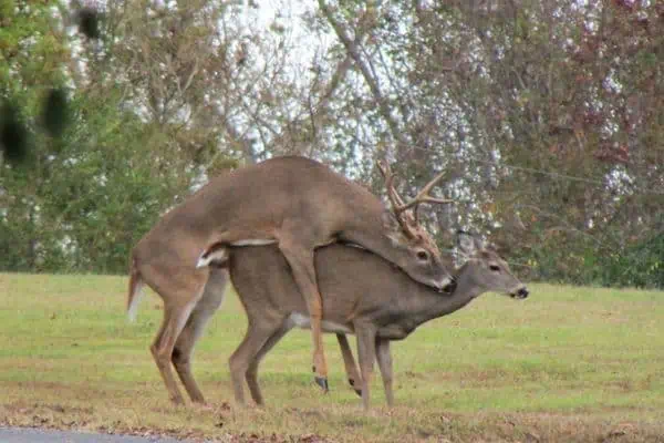 Apareamiento del venado cola blanca