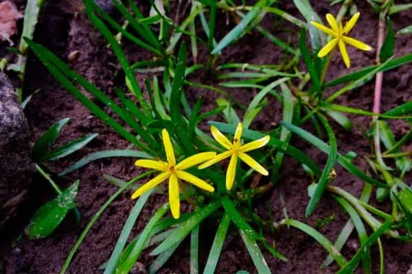 Plátano de barro con hojas de pasto