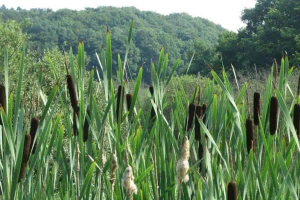 espadañas de hoja ancha