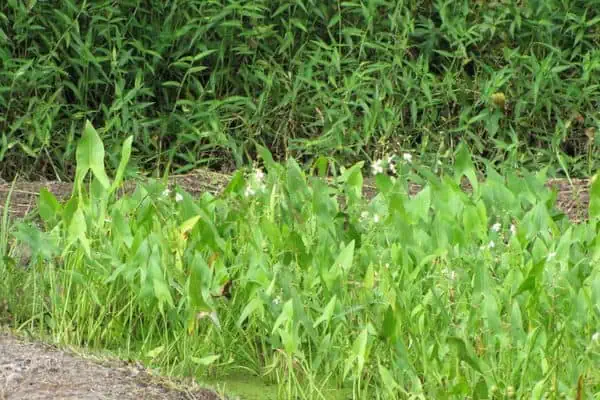 punta de flecha de hoja ancha