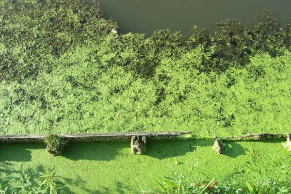 lenteja de agua común