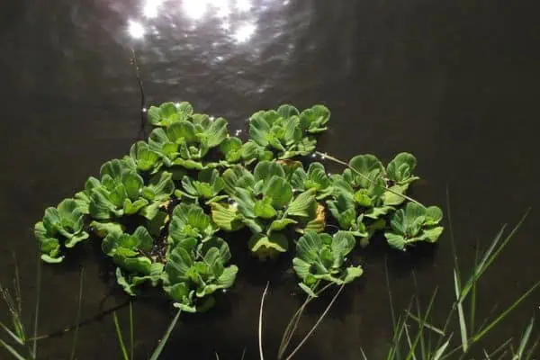 lechuga de agua
