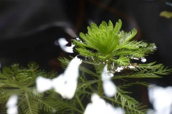 Milfoil de agua de plumas de loro