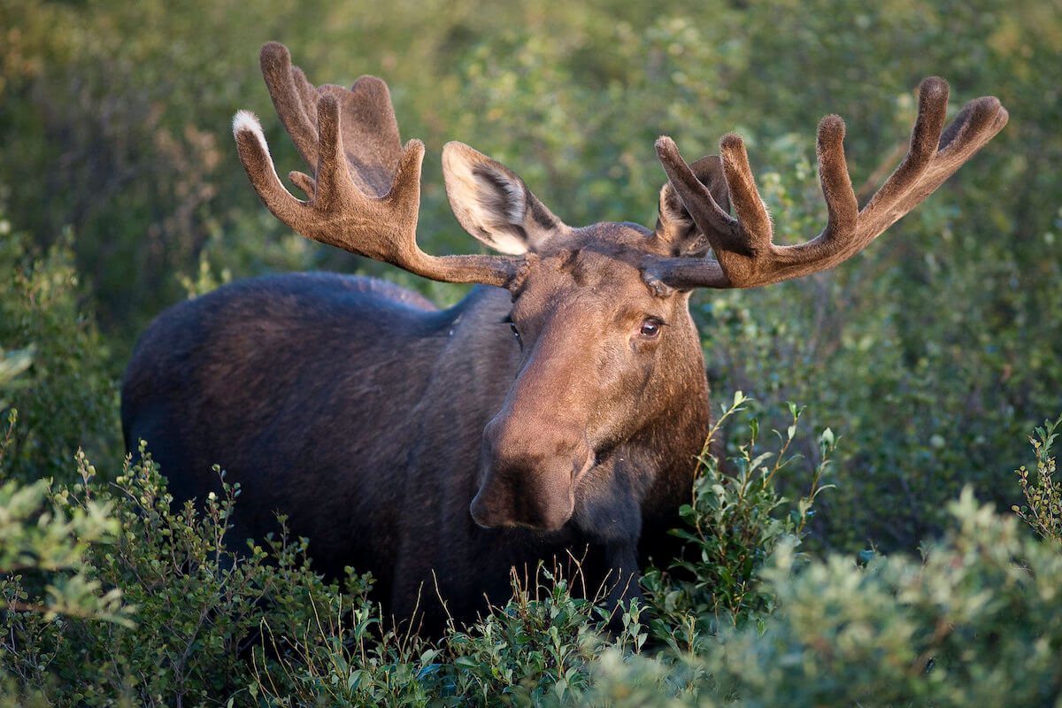 Población De Alces Por Estado (estimaciones E Información)