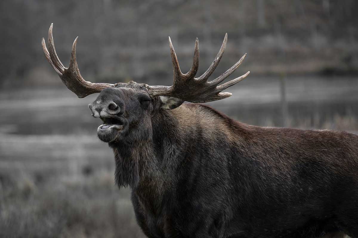 7 Ejemplos De Características De Los Alces