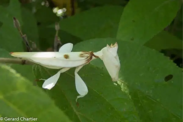 mantis orquídea