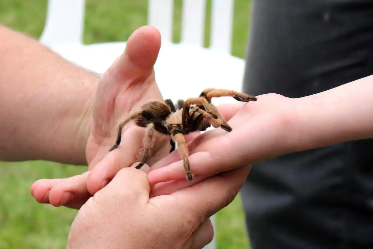 Tarántula retenida