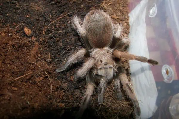 Tarántula rubia de Arizona