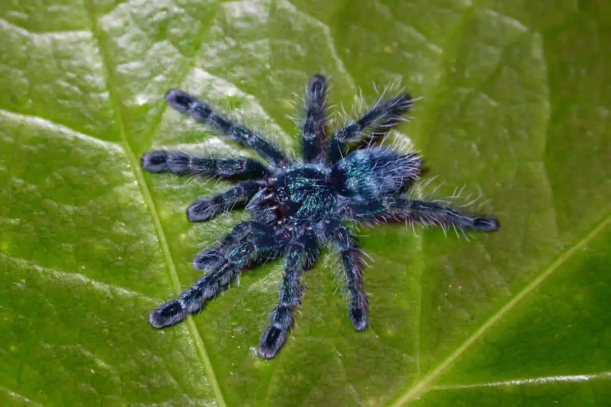 Tarántula dedo rosado de las Antillas en la hoja