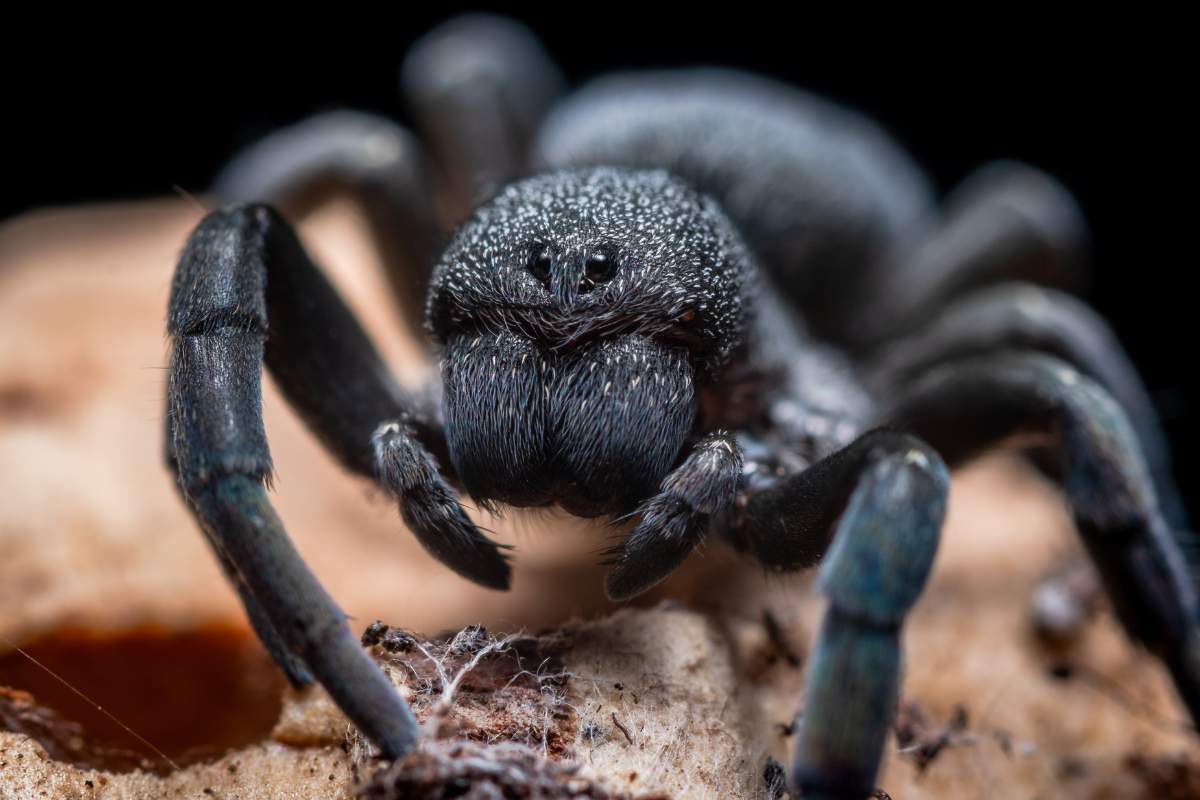 ¿cuánto Miden Los Colmillos De Tarántula? (hechos Y Ejemplos)