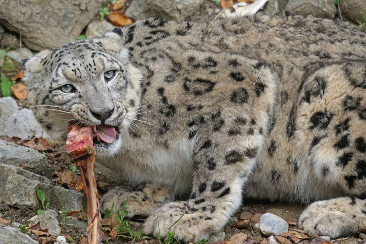 Leopardo de las nieves comiendo carne