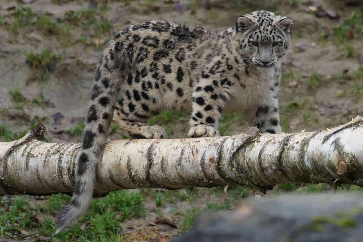 joven leopardo de las nieves en un tronco