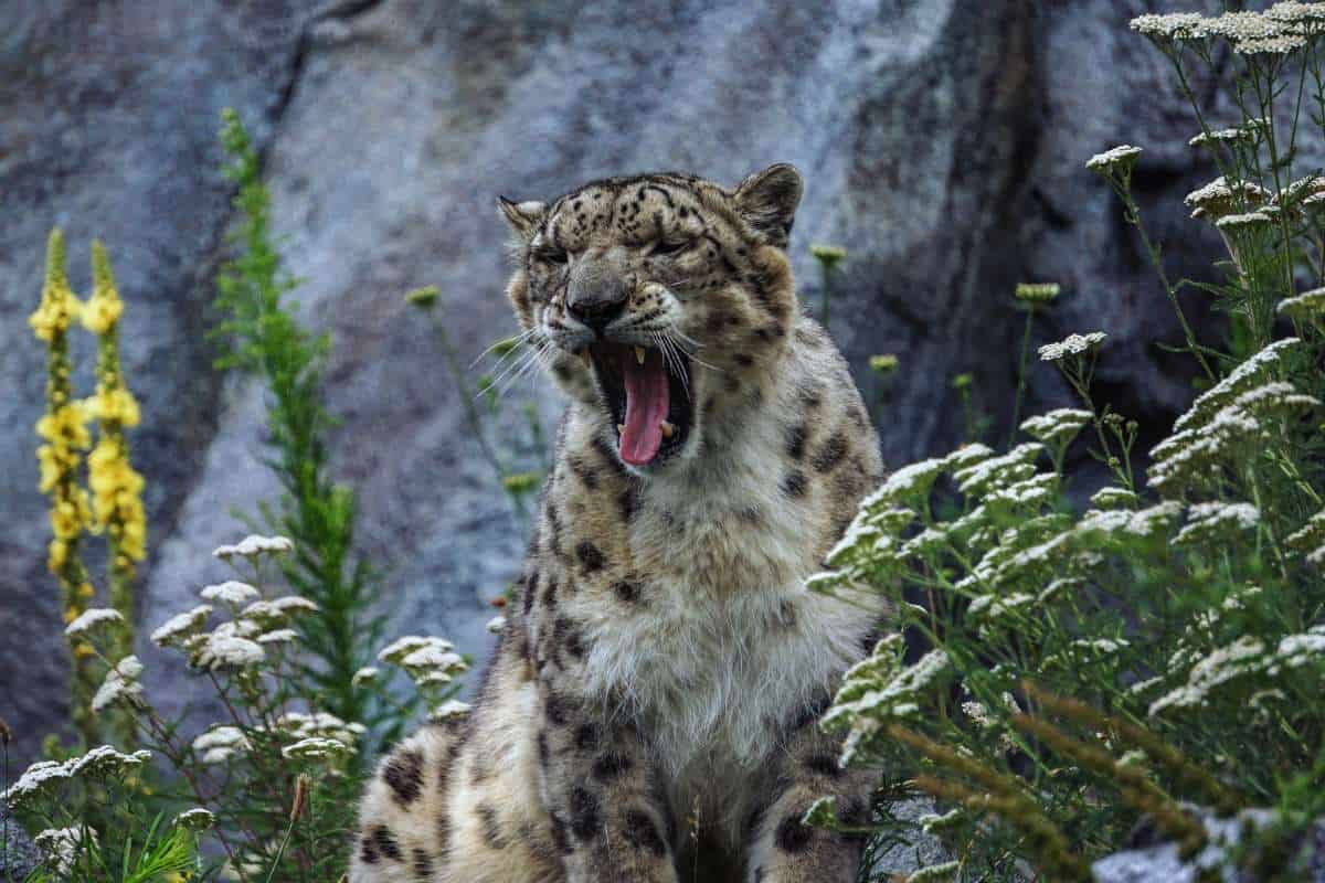 leopardo de las nieves bostezando